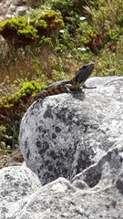 Pseudocordylus microlepidotus