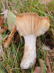 Russula