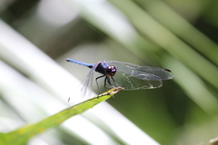 Trithemis furva