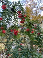 Taxus baccata