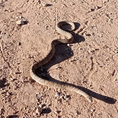 Serpentes