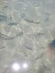 Abudefduf saxatilis