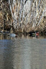 Anas crecca carolinensis