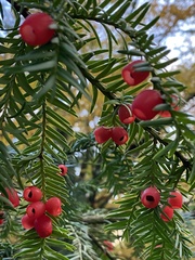 Taxus baccata