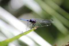 Trithemis furva