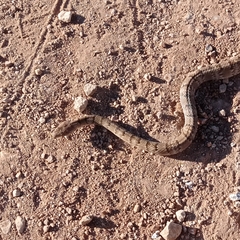 Serpentes