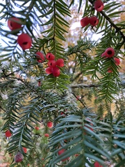 Taxus baccata