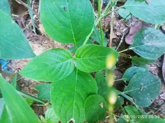 Asystasia gangetica