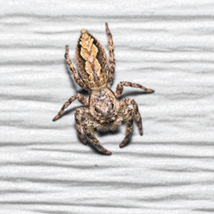 Platycryptus undatus