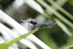Trithemis furva