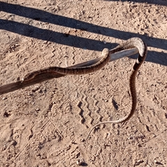 Serpentes