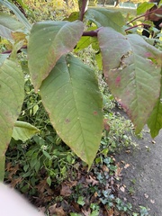 Reynoutria sachalinensis