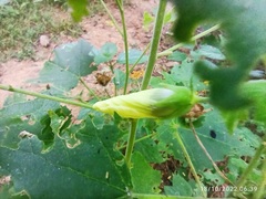 Abelmoschus esculentus