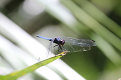 Trithemis furva