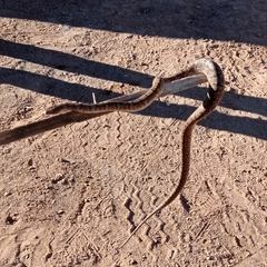 Serpentes