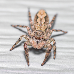 Platycryptus undatus