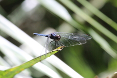 Trithemis furva