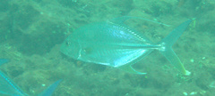Carangichthys oblongus