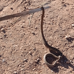Serpentes