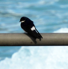 Tachycineta leucopyga