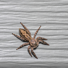 Platycryptus undatus