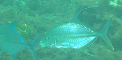 Carangichthys oblongus