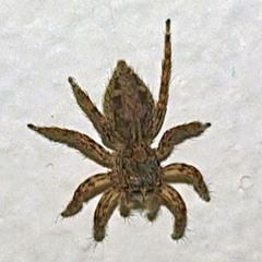 Plexippus