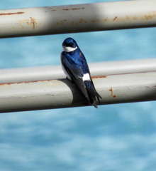 Tachycineta leucopyga