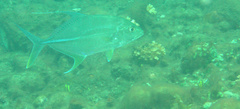 Carangichthys oblongus