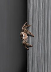 Platycryptus undatus