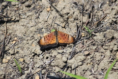 Acraea oncaea