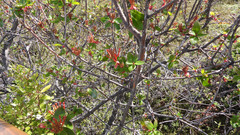 Embothrium coccineum