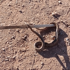 Serpentes