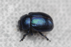 Chrysolina coerulans
