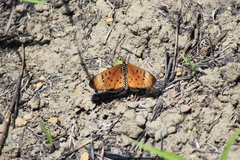 Acraea oncaea