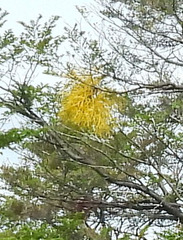 Misodendrum punctulatum