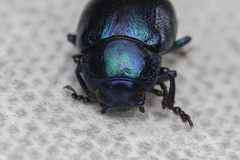 Chrysolina coerulans