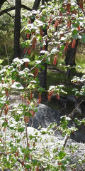 Ribes magellanicum