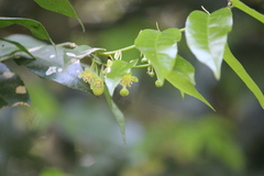 Drypetes arguta