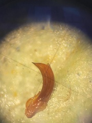 Chrysolina coerulans