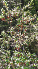 Ribes magellanicum