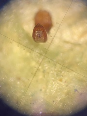 Chrysolina coerulans