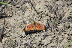 Acraea oncaea
