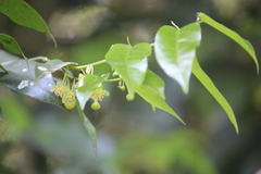 Drypetes arguta