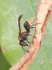 Brachygastra