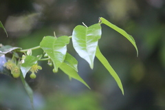 Drypetes arguta