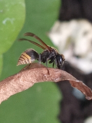 Brachygastra