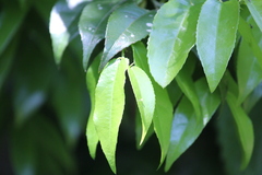 Drypetes arguta