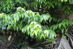Drypetes arguta