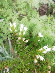 Echium